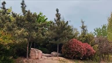 自然景观树木植物4K高清实拍视频素材视频的预览图